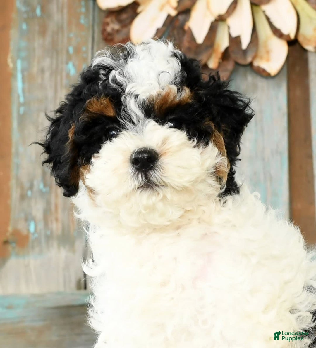 Cavapoo dogs for sale: Alexis - Image 9