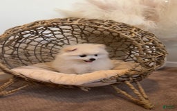 Pomeranian dogs for sale: Sky - Image 1