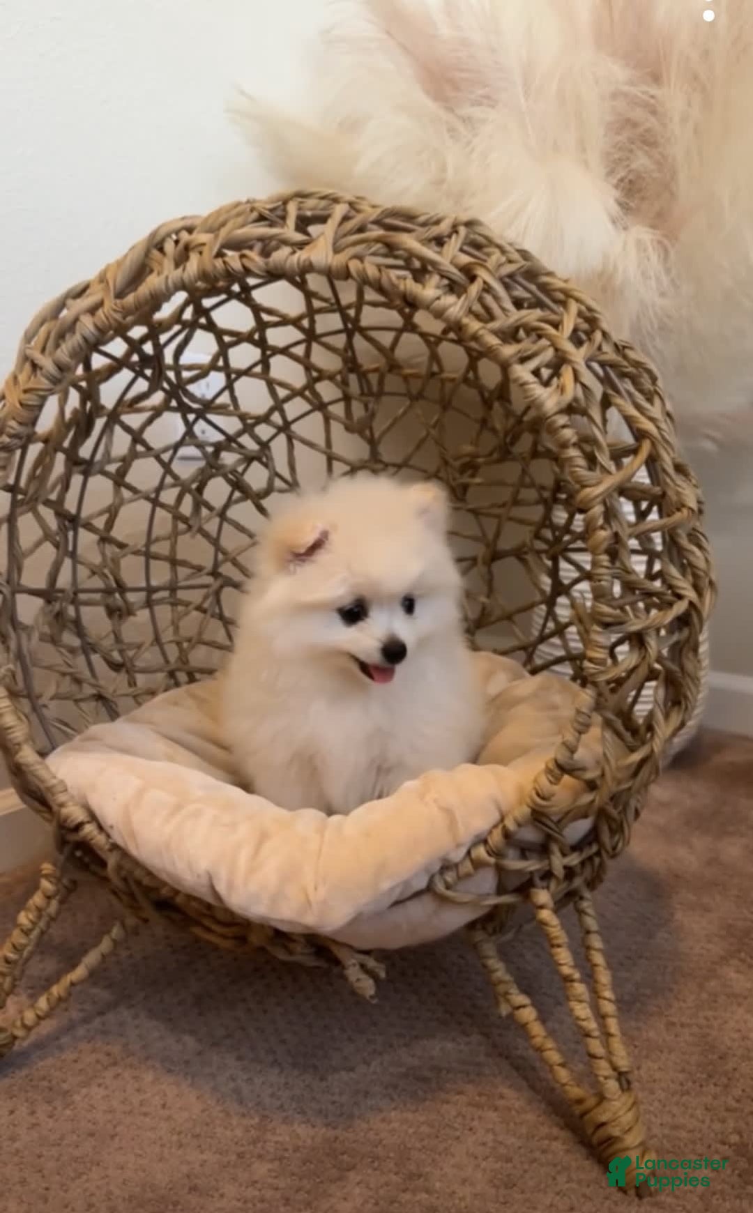 Pomeranian dogs for sale: Sky - Image 1