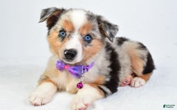 Miniature Australian Shepherd dogs for sale: Sky - Image 4
