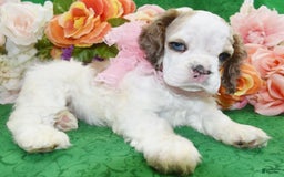 Cocker Spaniel dogs for sale: Akcabbysablepartimerleblueeyescockerpuppy - Image 4