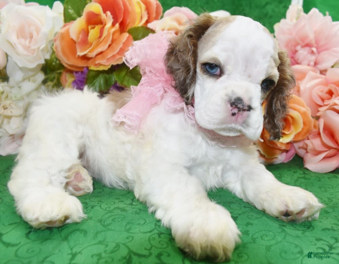 Cocker Spaniel dogs for sale: Akcabbysablepartimerleblueeyescockerpuppy - Image 4