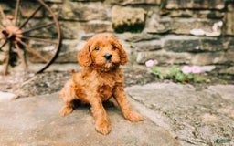 Cavapoo dogs for sale: Bruno - Image 4