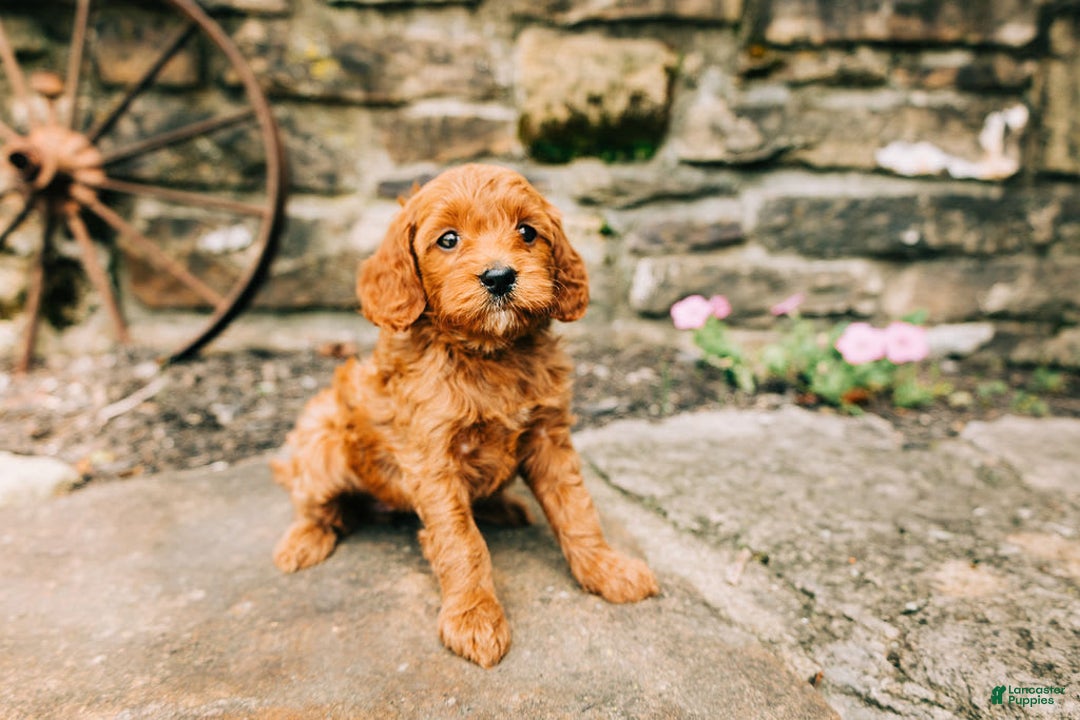 Cavapoo dogs for sale: Bruno - Image 4