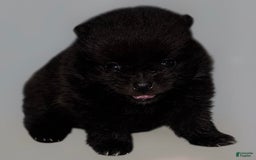 Pomeranian dogs for sale: Jet - Image 5