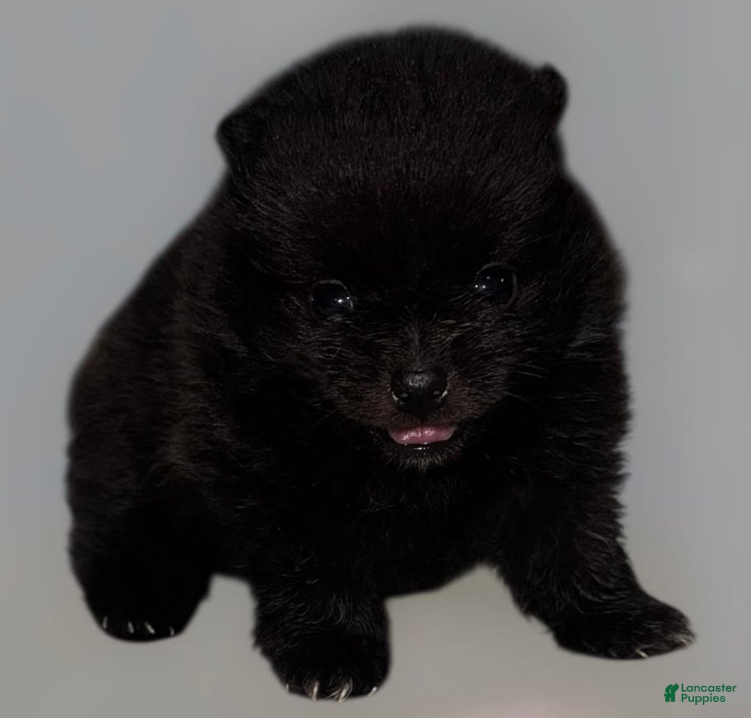 Pomeranian dogs for sale: Jet - Image 5