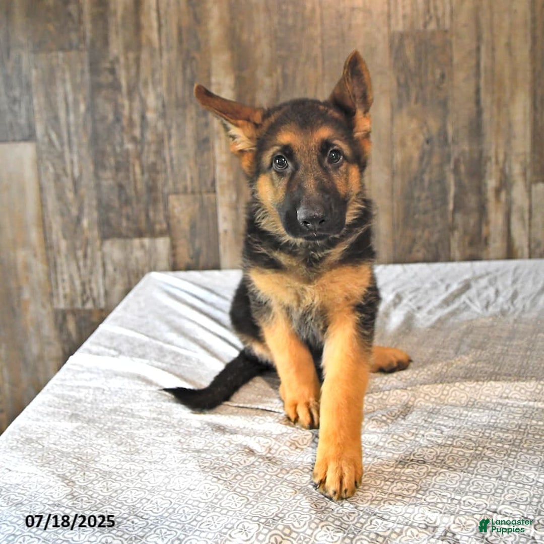German Shepherd dogs for sale: Zeus - Image 3