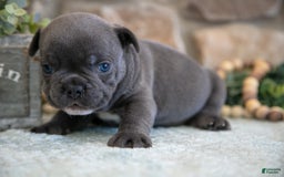 French Bulldog dogs for sale: Atlas - Image 3