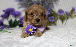 Cavapoo dogs for sale: Phoenix - Image 44