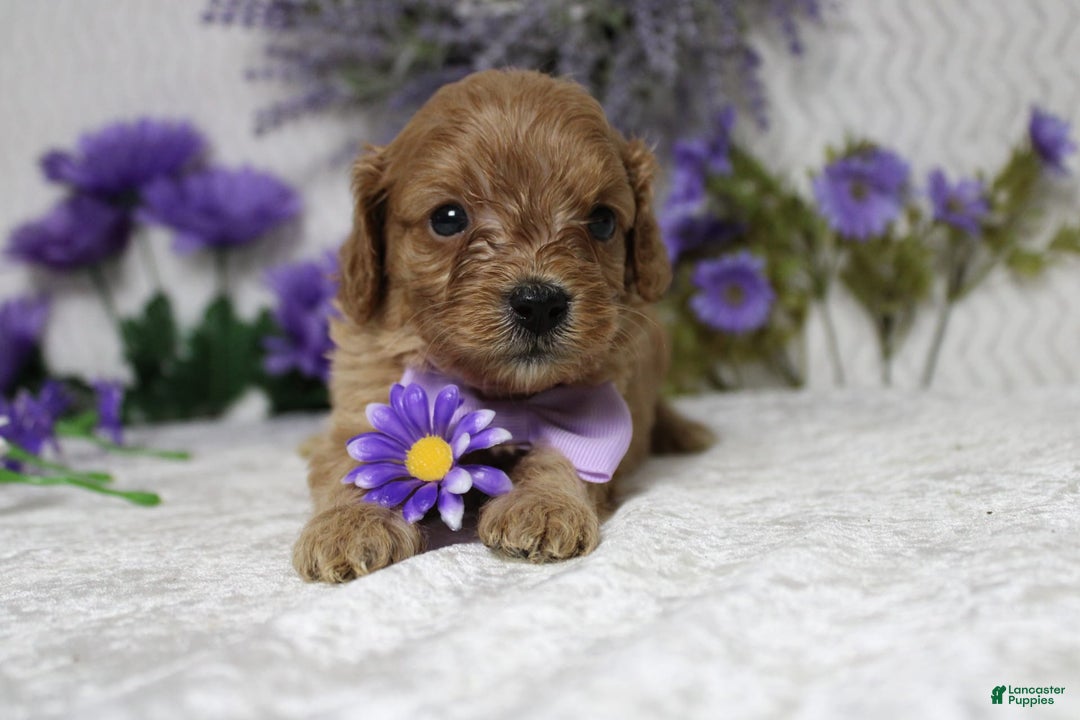 Cavapoo dogs for sale: Phoenix - Image 44