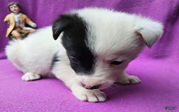 Border Collie dogs for sale: Hondo - Image 13