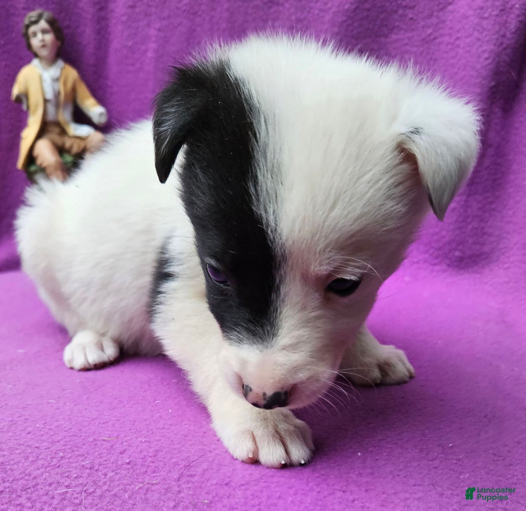 Border Collie dogs for sale: Hondo - Image 13