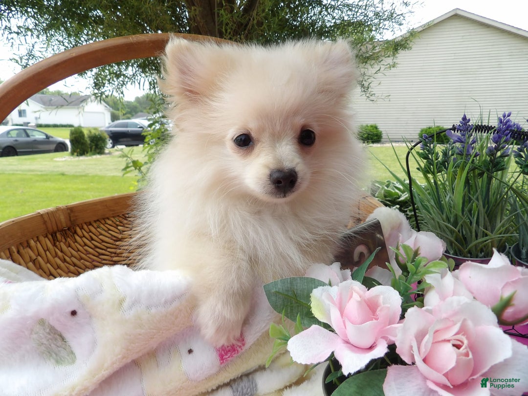 Pomeranian dogs for sale: Sparky - Image 3