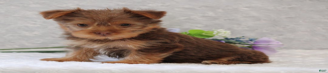 Lori- Red Yorkie