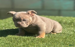 English Bulldog dogs for sale: Cadi - Image 2