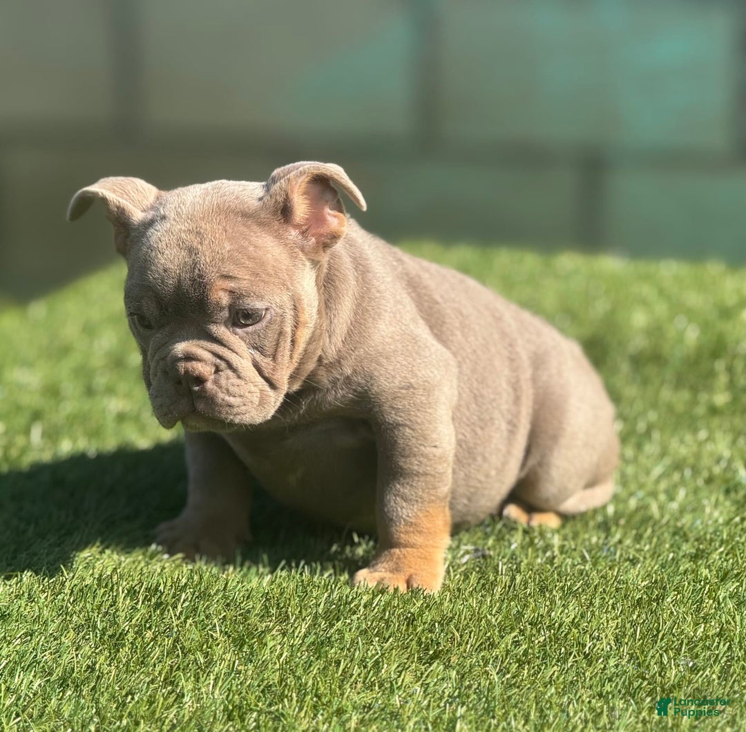 English Bulldog dogs for sale: Cadi - Image 2