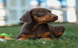 Doberman Pinscher dogs for sale: Domino - Image 13