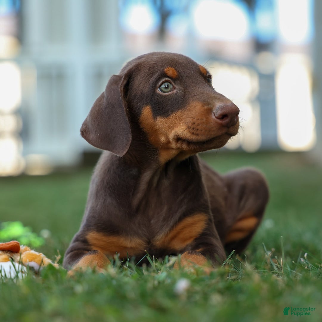 Doberman Pinscher dogs for sale: Domino - Image 13