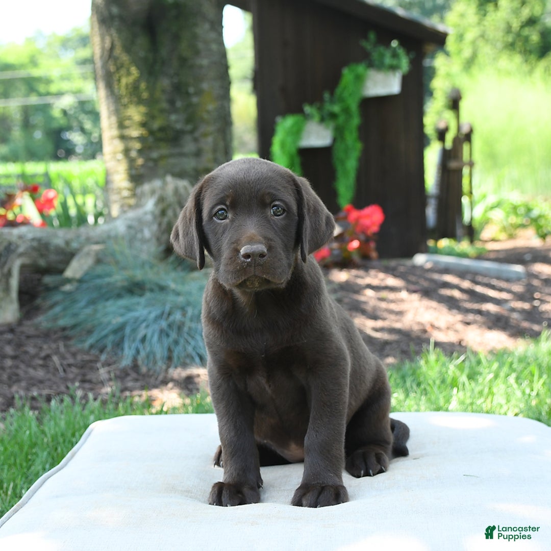 Labrador Retriever dogs for sale: Whimsy - Image 7