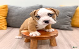 Beabull dogs for sale: Domino - Image 2