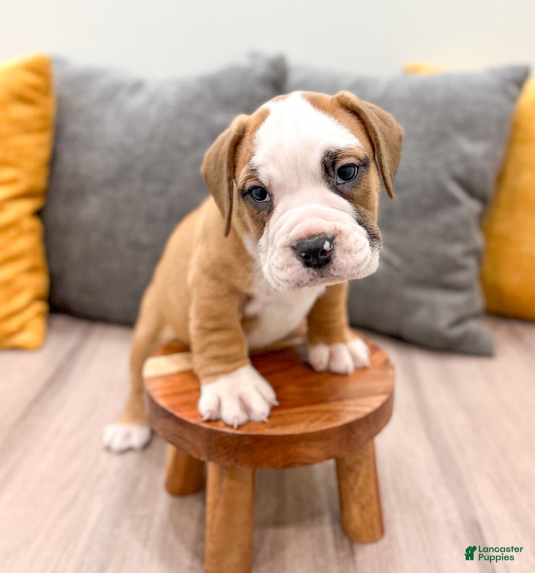 Beabull dogs for sale: Domino - Image 2