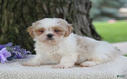 Shih Tzu dogs for sale: Colby - Image 5