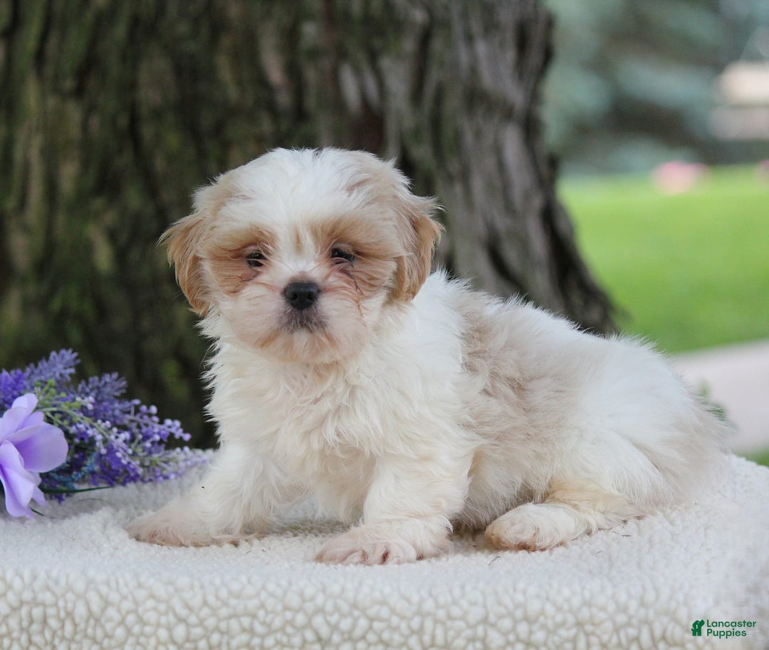 Shih Tzu dogs for sale: Colby - Image 5