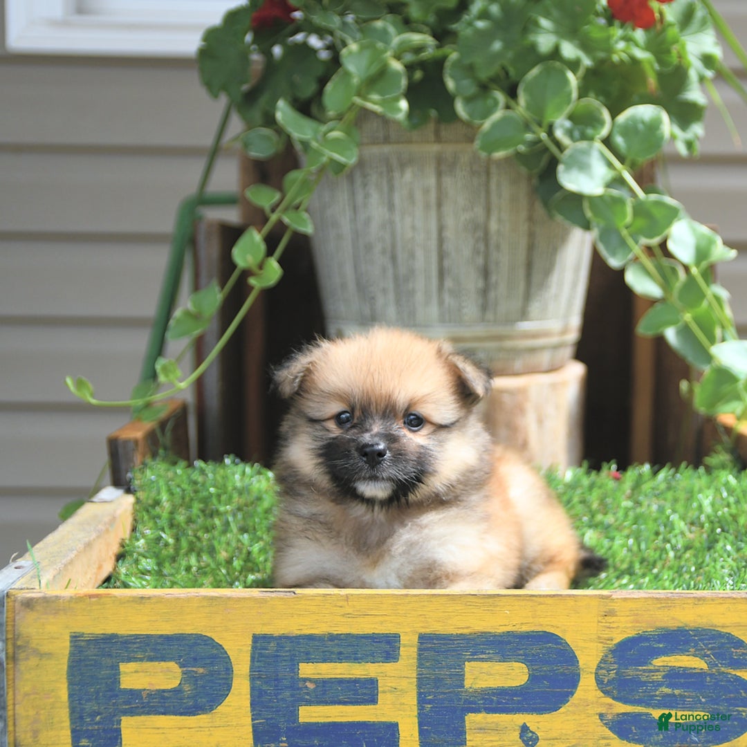 Pomeranian dogs for sale: Abe - Image 6