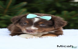 Miniature Australian Shepherd dogs for sale: Micah - Image 2
