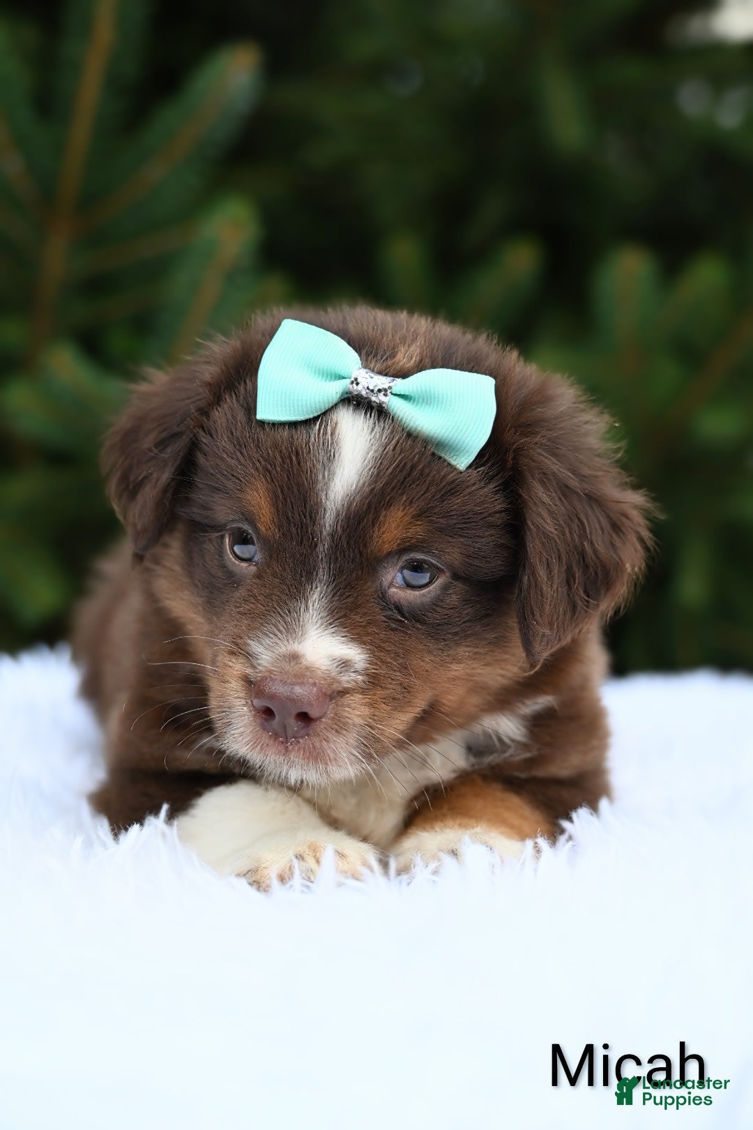 Miniature Australian Shepherd dogs for sale: Micah - Image 2