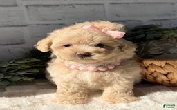 Maltese dogs for sale: Denna - Image 2