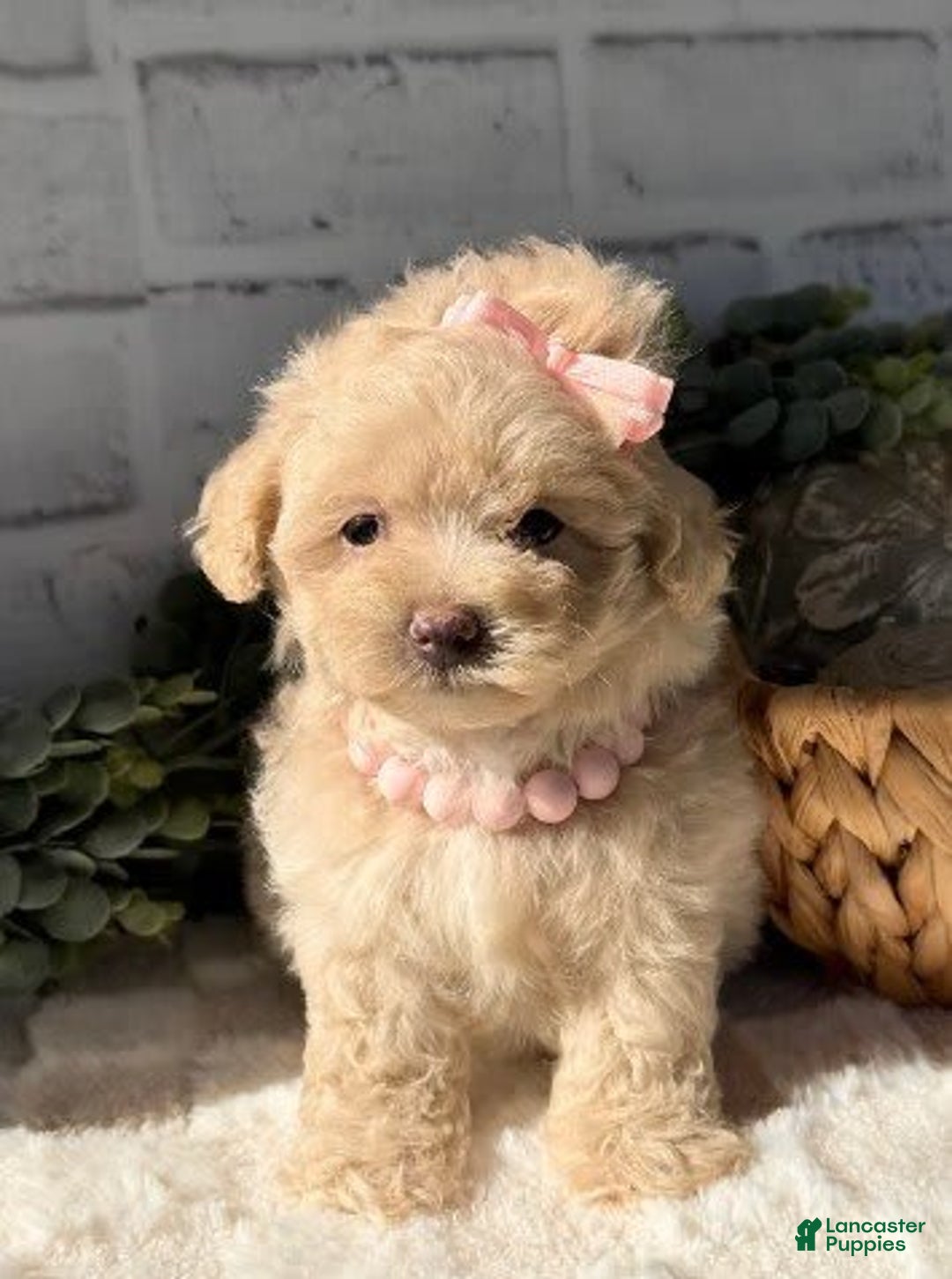 Maltese dogs for sale: Denna - Image 2