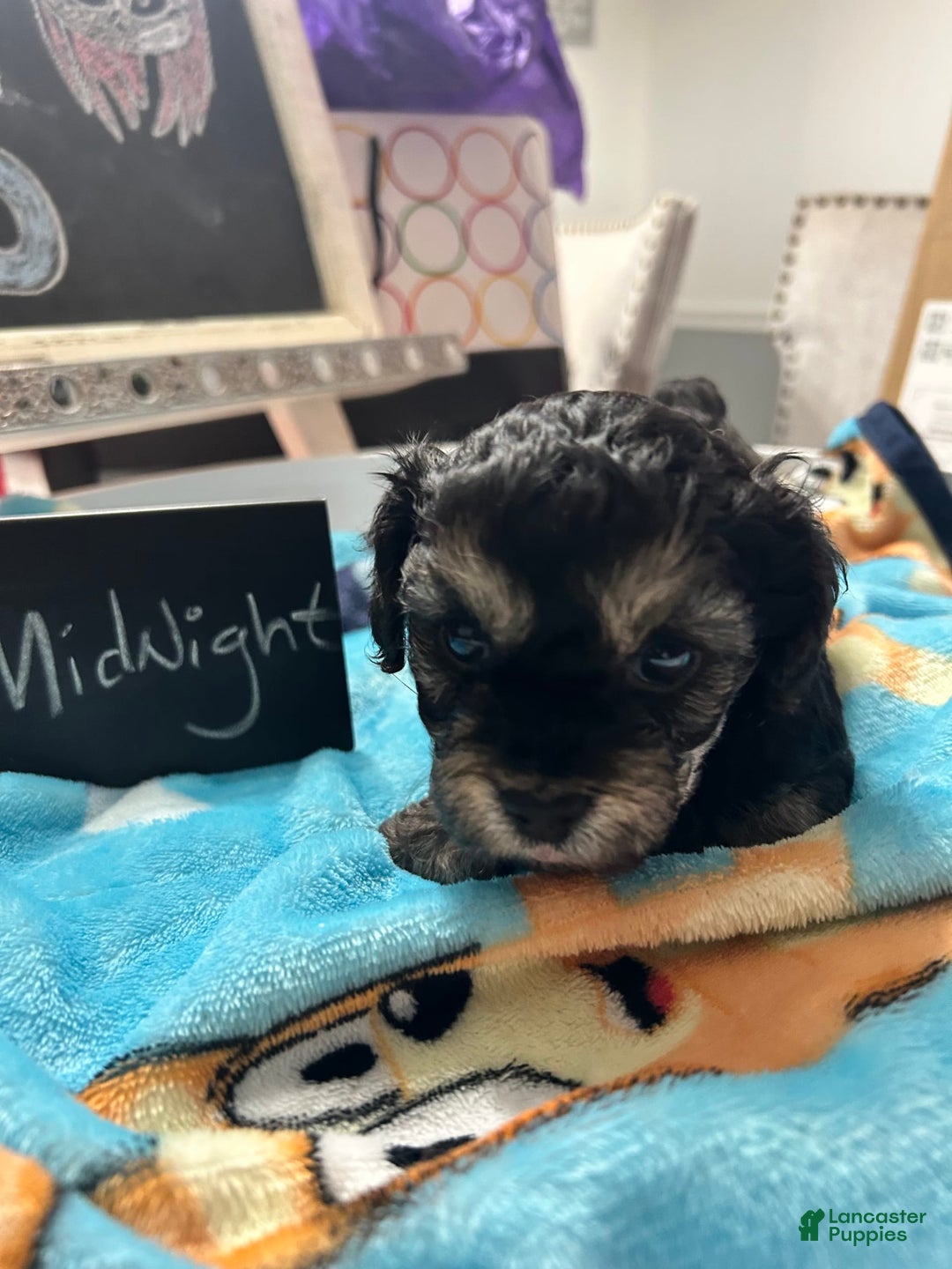 Yorkiepoo dogs for sale: Midnight - Image 1