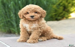 Toy Poodle dogs for sale: Jasmine - Image 5