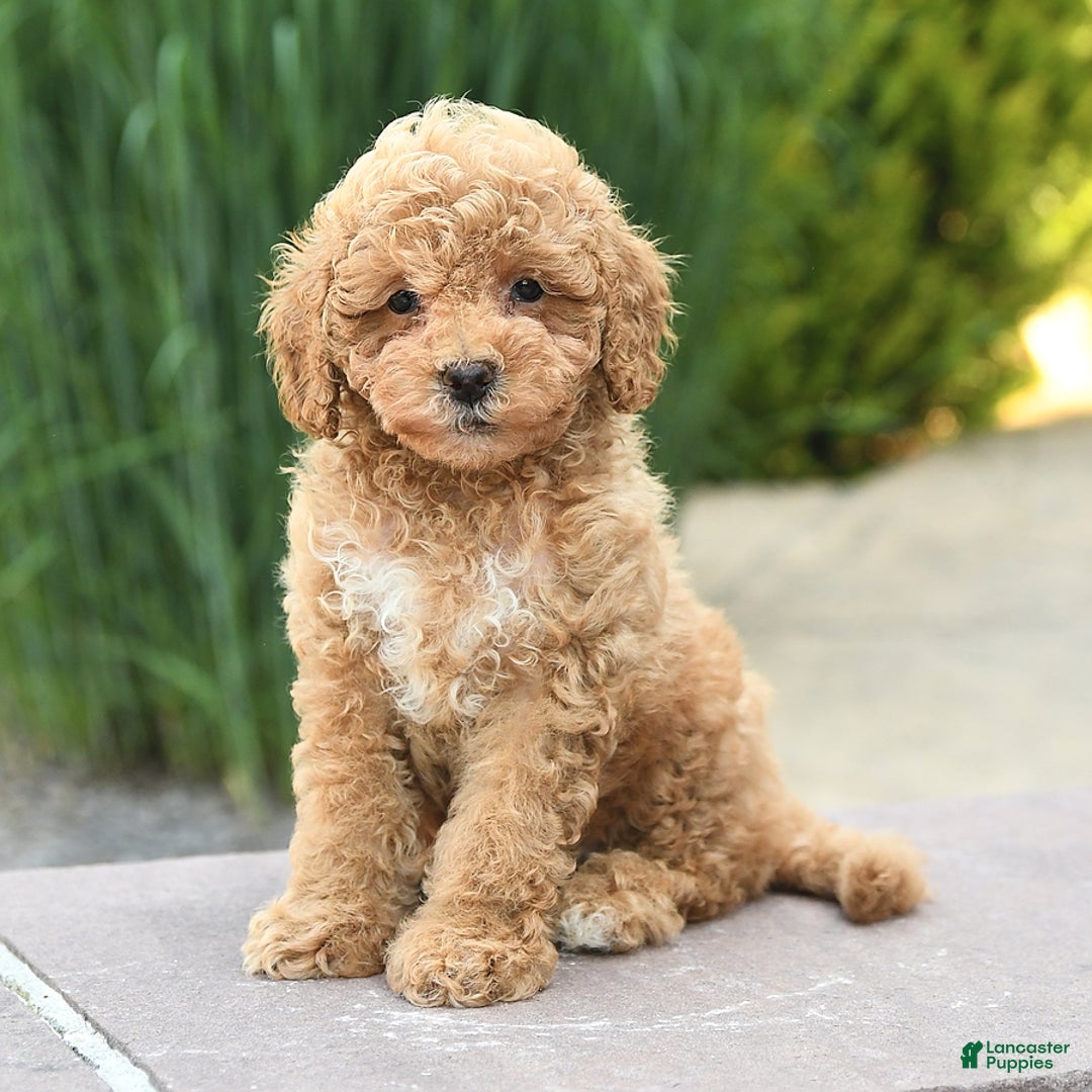Toy Poodle dogs for sale: Jasmine - Image 5