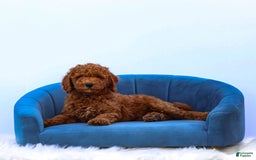 Standard Poodle dogs for sale: Reul - Image 8