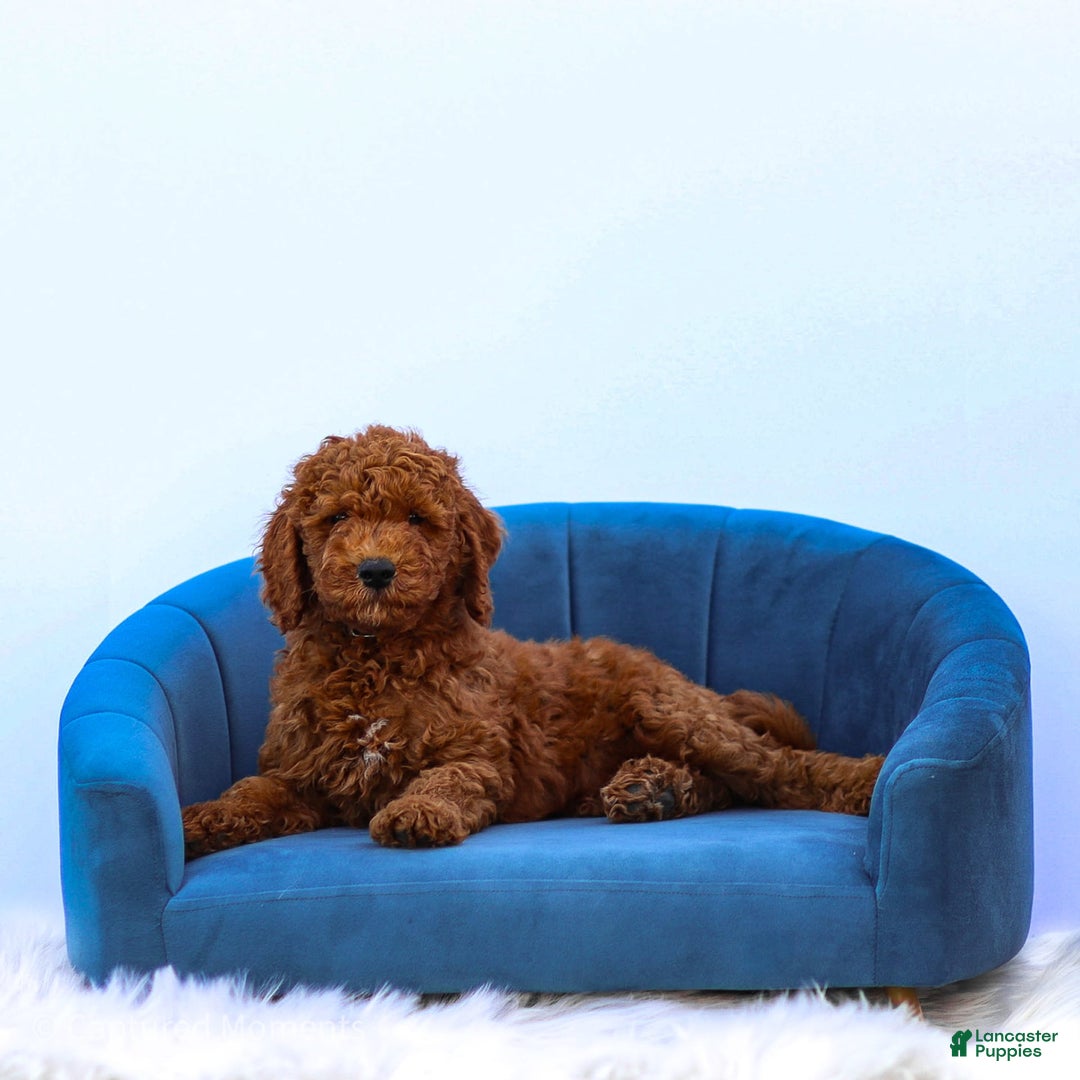 Standard Poodle dogs for sale: Reul - Image 8