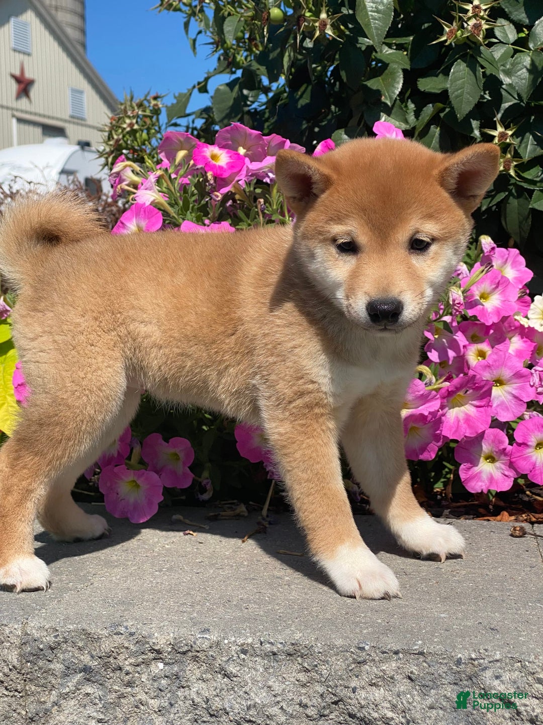 Shiba Inu dogs for sale: Indy - Image 1