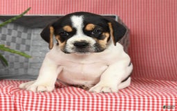 Beabull dogs for sale: Wynona - Image 5