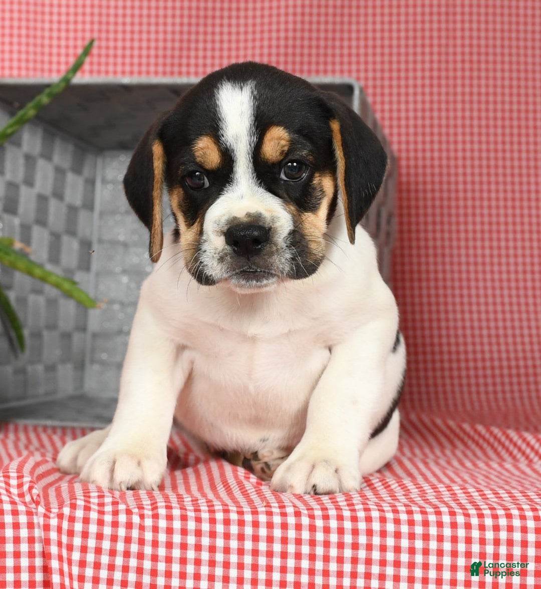 Beabull dogs for sale: Wynona - Image 5