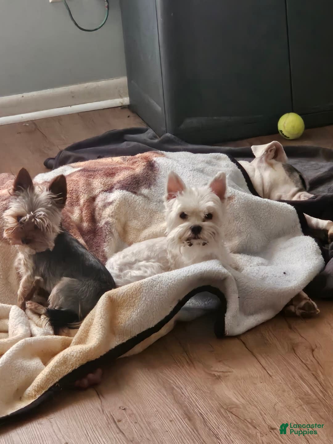 Yorkshire Terrier dogs for sale: Romeo - Image 13
