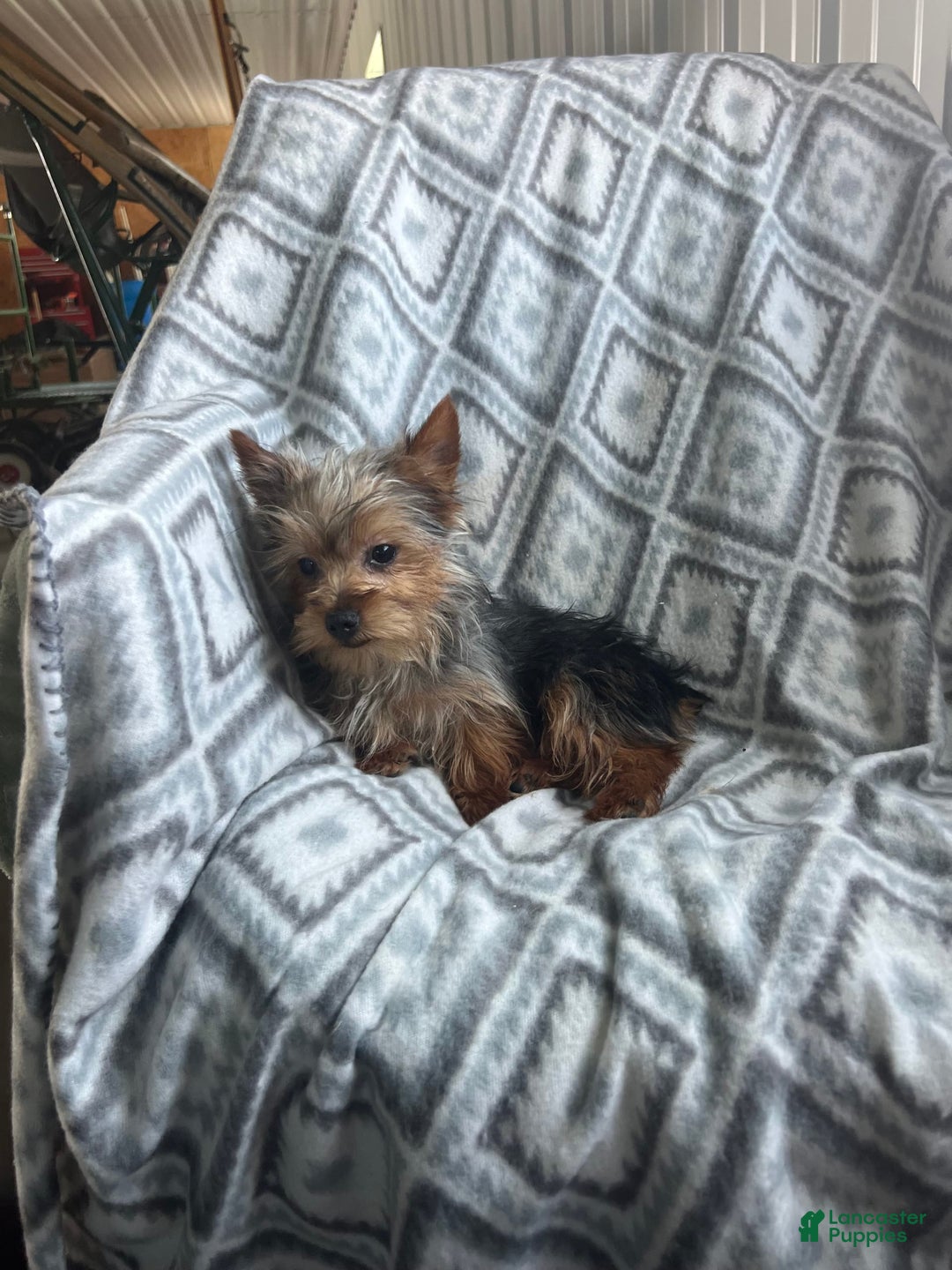 Yorkshire Terrier dogs for sale: Tiny Tim - Image 1
