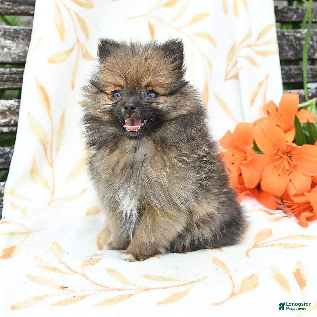 Pomeranian dogs for sale: Joy - Image 6