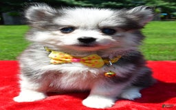 Pomsky dogs for sale: Champ - Image 1