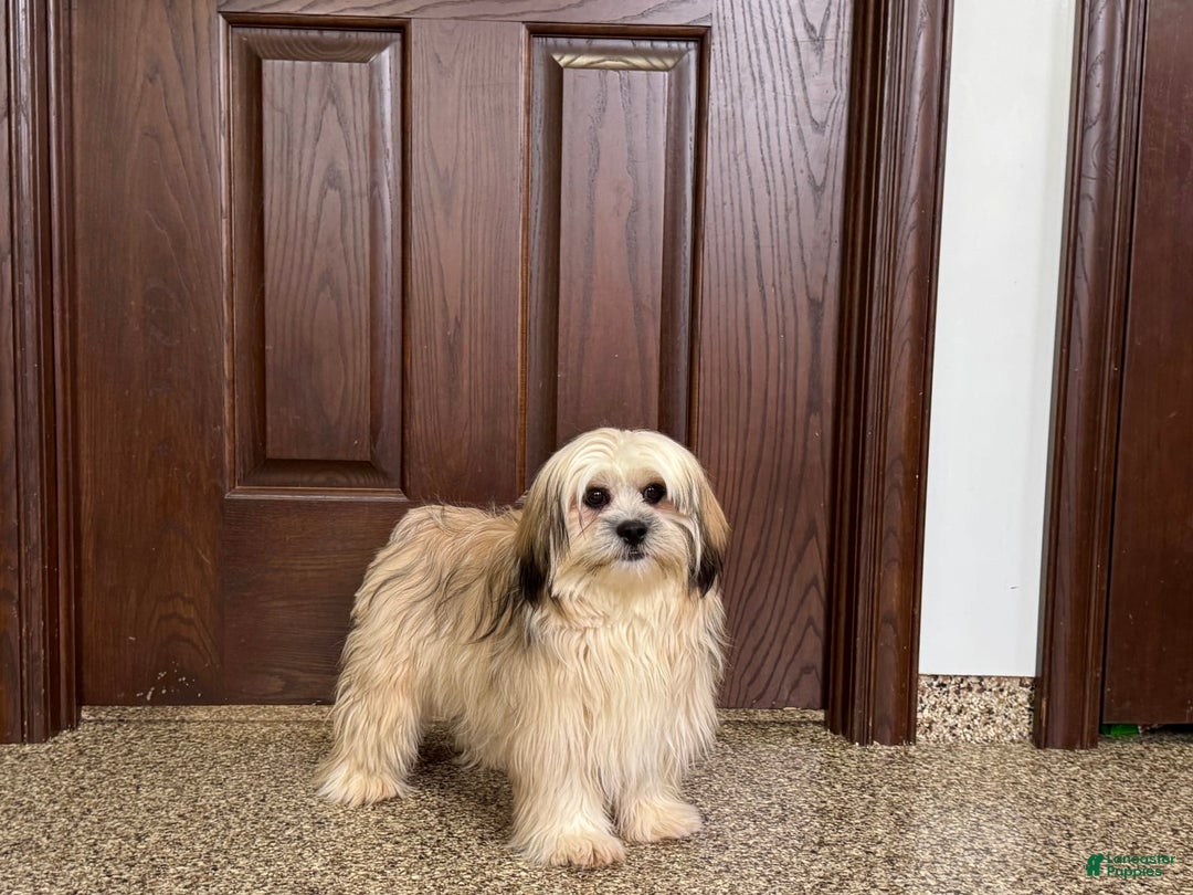 Lhasa Apso dogs for sale: Heather - Image 3