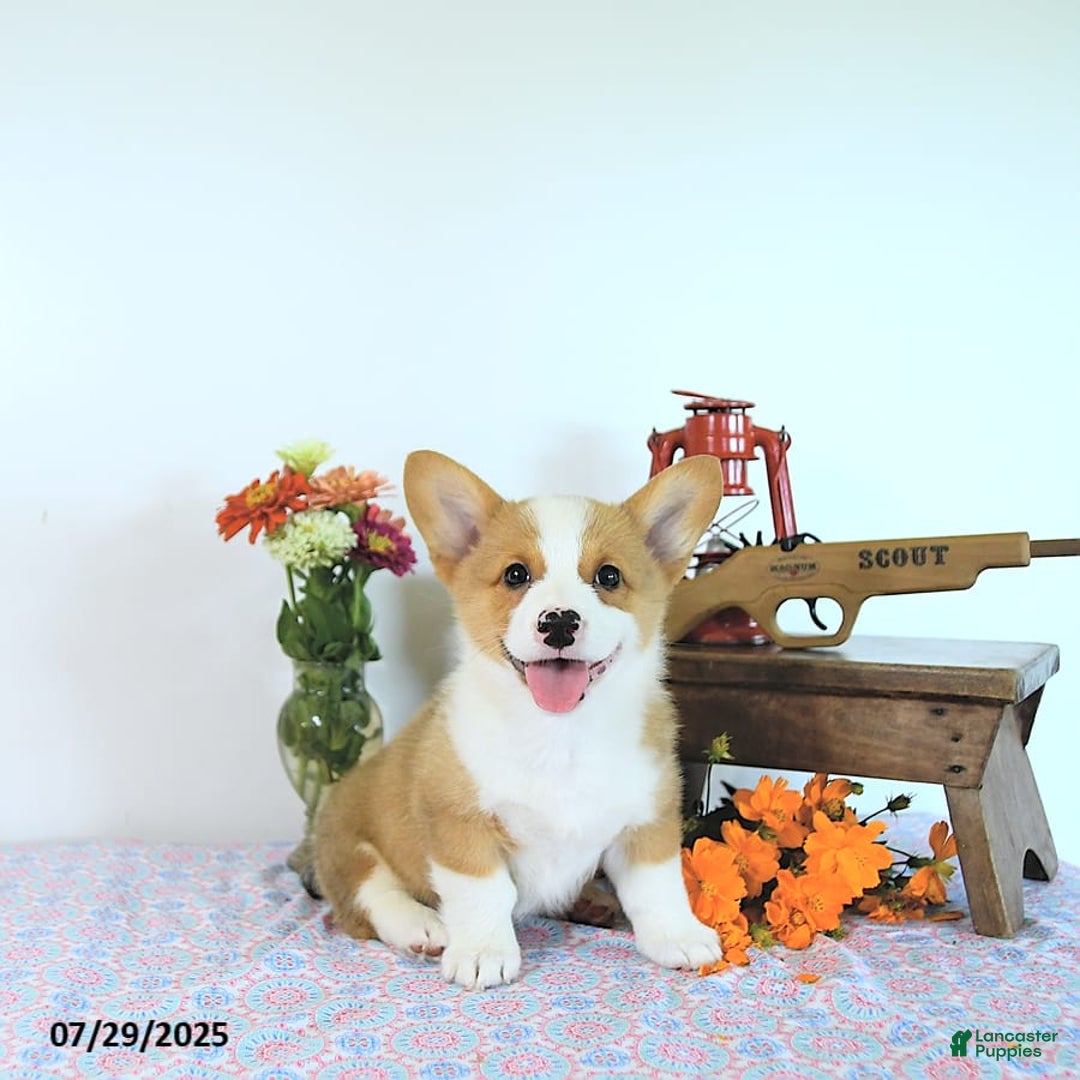 Welsh Corgi Pembroke dogs for sale: Henry - Image 14