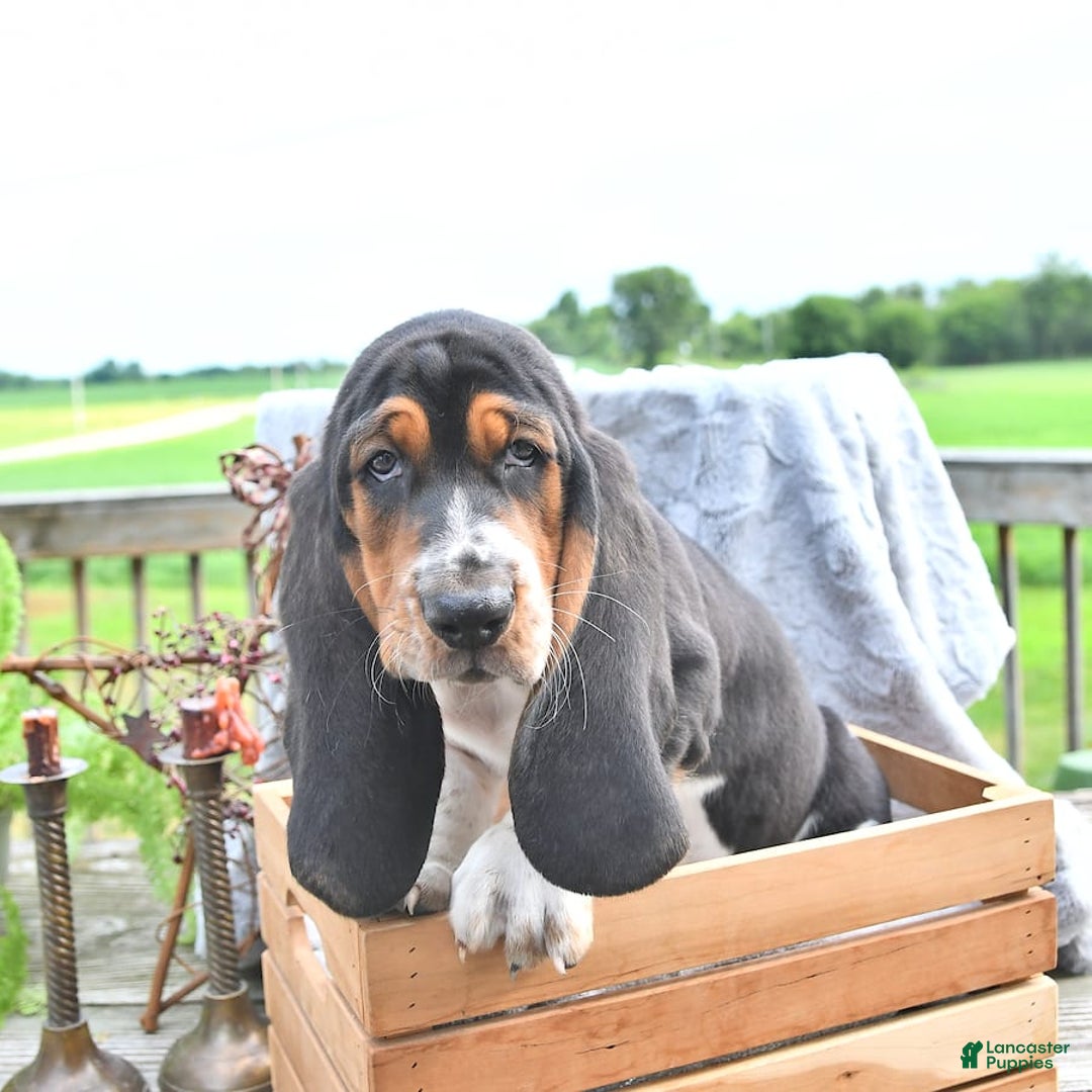 Basset Hound dogs for sale: Shannon - Image 11