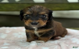 Miniature Dachshund dogs for sale: Dottie - Image 2