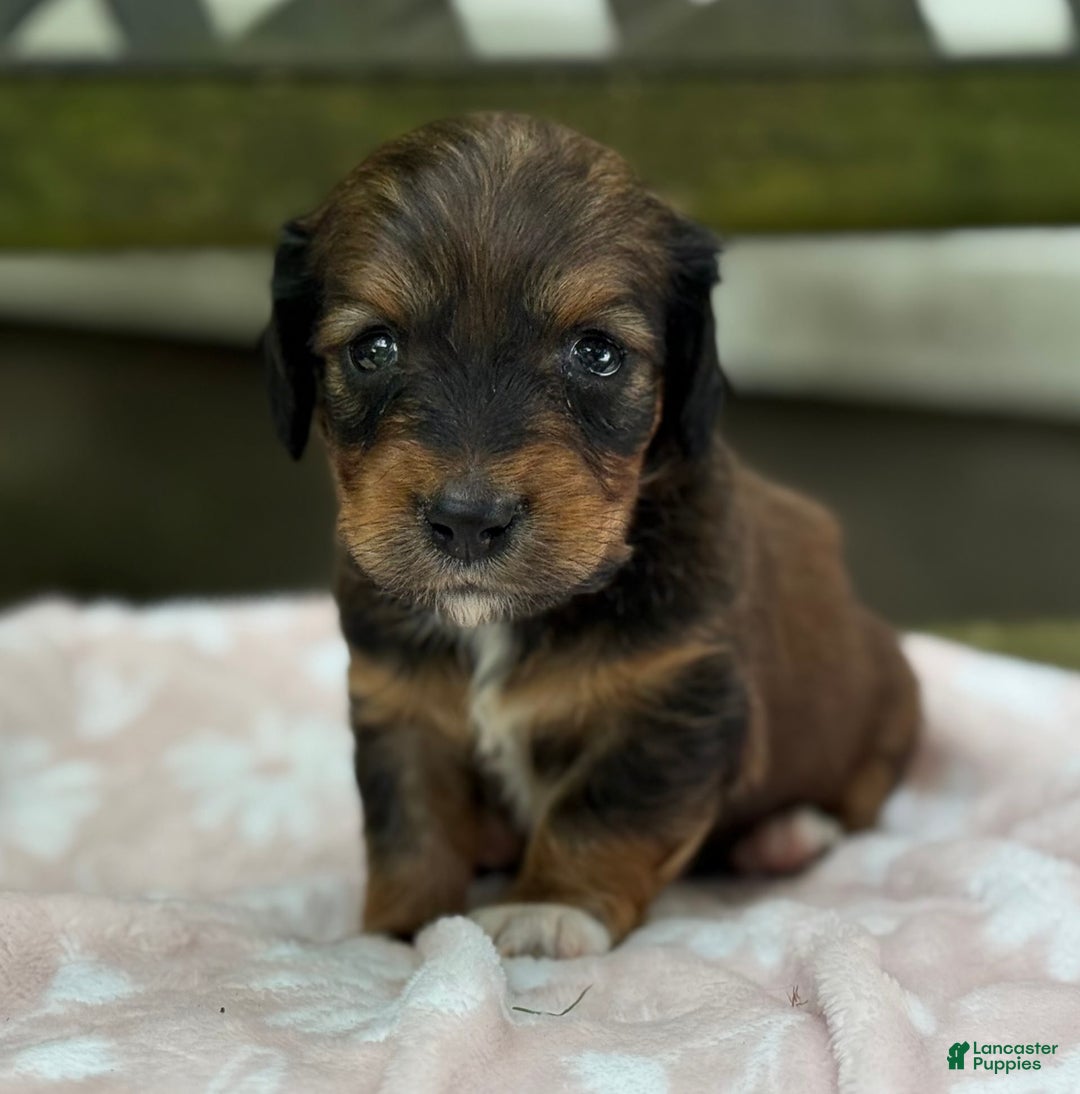 Miniature Dachshund dogs for sale: Dottie - Image 2