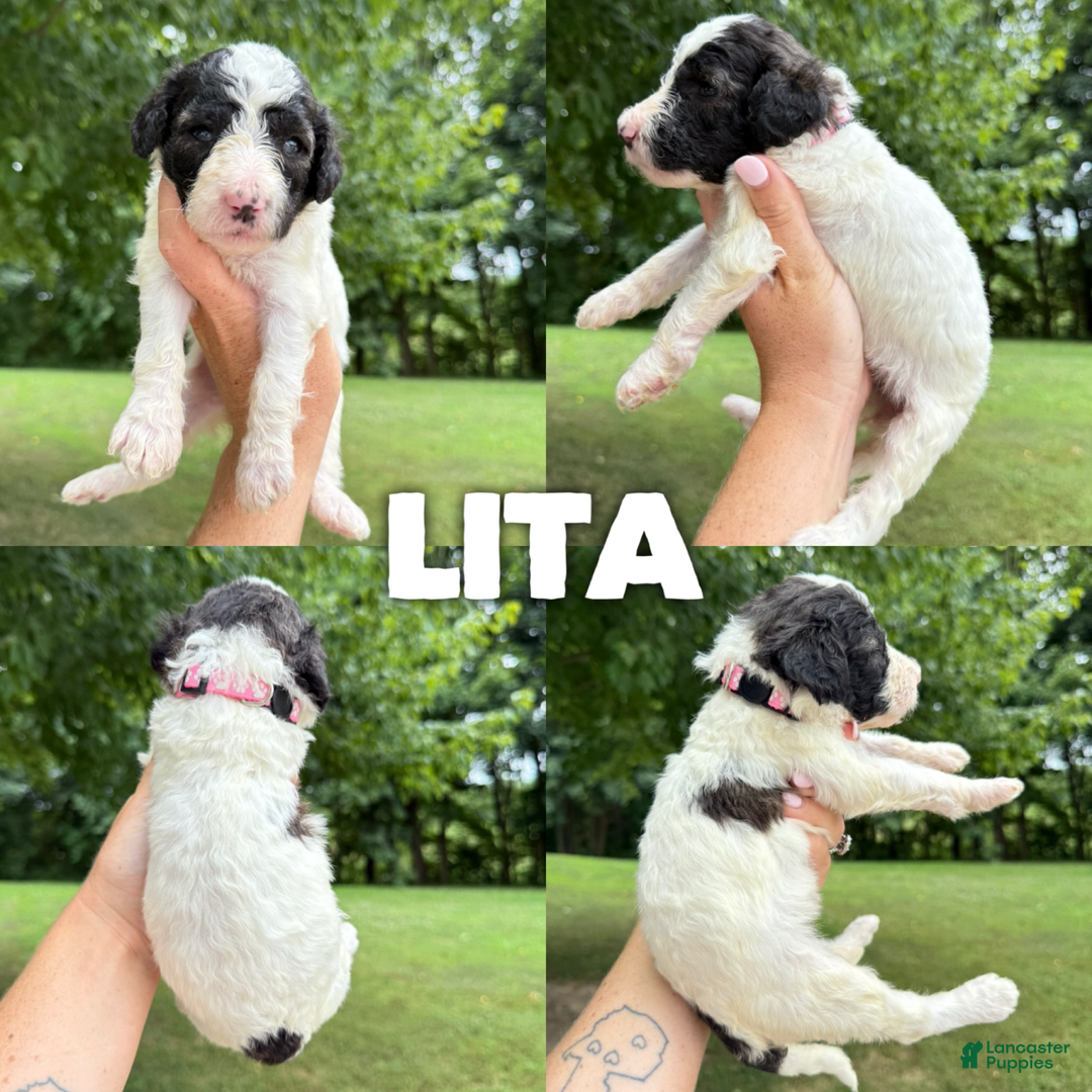 Saint Berdoodles dogs for sale: Lita- Standard F1b - Image 1